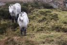 connemara-okoliczni-mieszkancy