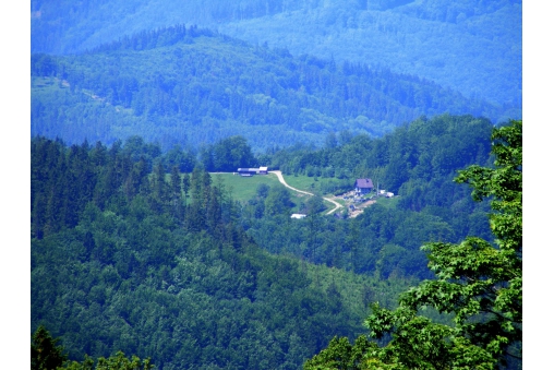 zakrzosek