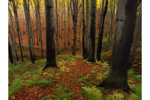 beskid-niski-'oblezenie'