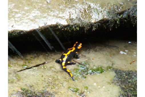 salamandra