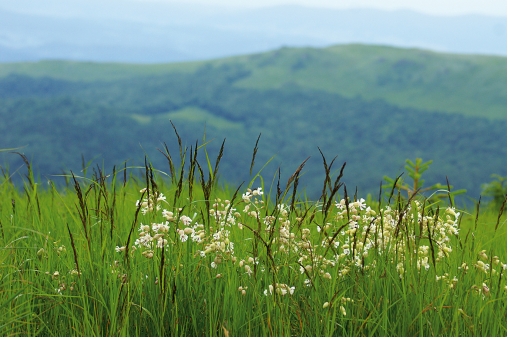 bieszczady02-lato