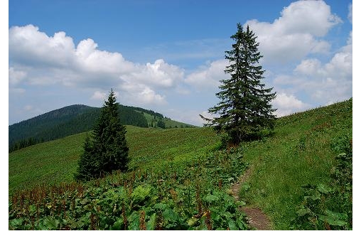 marioszka-1189-romanka-1366-beskid-zywiecki