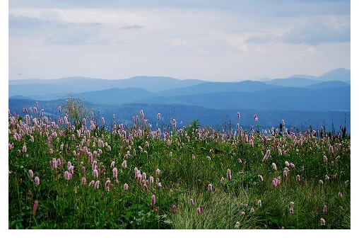 hala-bawlowska-beskid-zywiecki