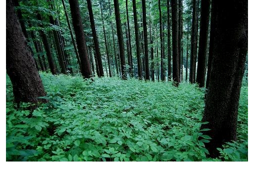 szedzielny-gron-beskid-zywiecki