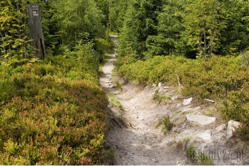 czerwony-szlak-prowadzacy-ze-stozka-w-kierunku-przeleczy-kubalonka-beskid-slaski