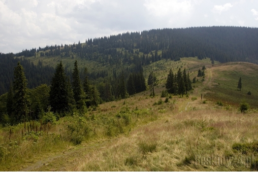 hala-pawlusia-beskid-zywiecki