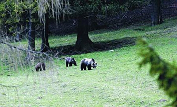 Tatrzańskie niedźwiedzi ciekawią niemal każdego. Także przyrodnicy chcieliby wiedzieć o nich więcej fot. Przemysław Bolechowski