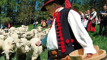 Trzynasty redyk nie był pechowy Trzynasty redyk nie był pechowy
