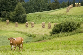 Fot.: Arch. Beskidy24.pl Fot.: Arch. Beskidy24.pl