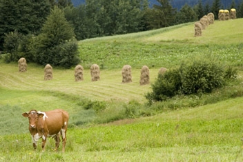 Fot.: Arch. Beskidy24.pl