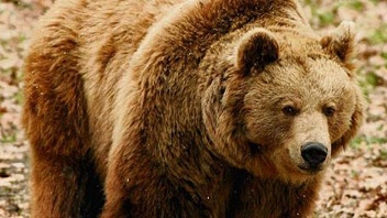 Na terenie Nadleśnictwa Ujsoły grasuje około dziesięciu niedźwiedzi (© FOT. arc) 
