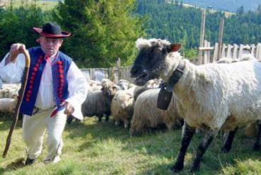 Stada owiec mają uratować Beskidy i Jurę Stada owiec mają uratować Beskidy i Jurę