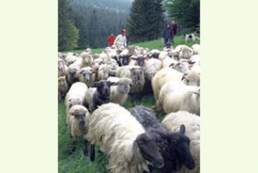 Redyk w Korbielowie przyciągnął tłumy Redyk w Korbielowie przyciągnął tłumy