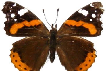 Na sześciu nogach - entomologia na wesoło Na sześciu nogach - entomologia na wesoło