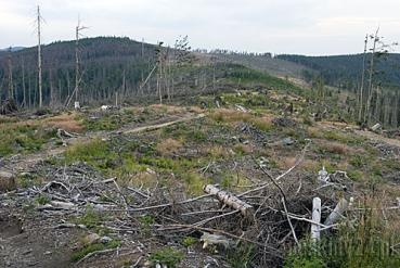 Szlak z Baraniej Góry w kierunku Magurki Radziechowskiej.  Fot.: Arch. Beskidy24.pl