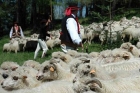 baca-z-certyfikatem-czyli-zawodowy-hodowca-owiec