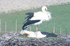mozna-juz-podgladac-bociany